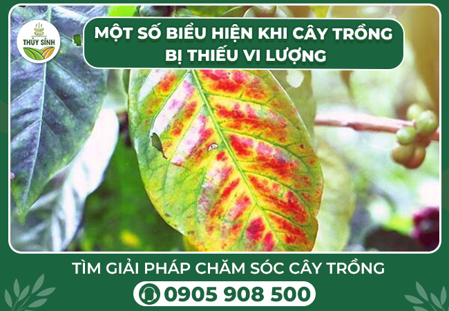 Một số biểu hiện khi cây trồng bị thiếu vi lượng