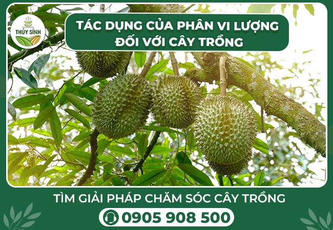 Tác dụng của phân vi lượng đối với cây trồng