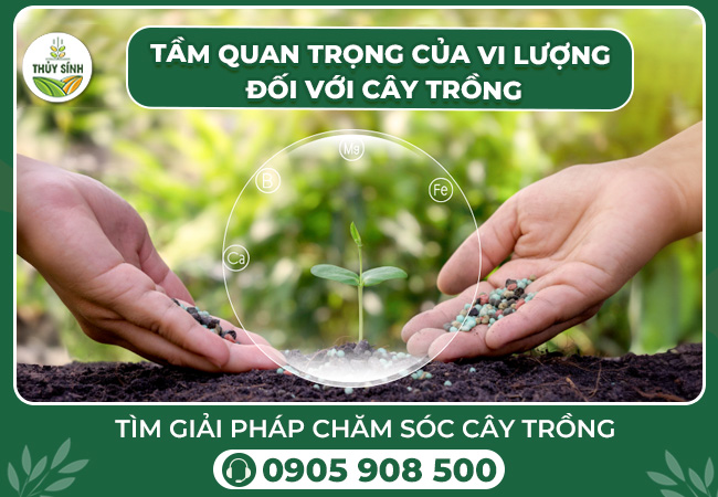 Tầm quan trọng của vi lượng đối với cây trồng